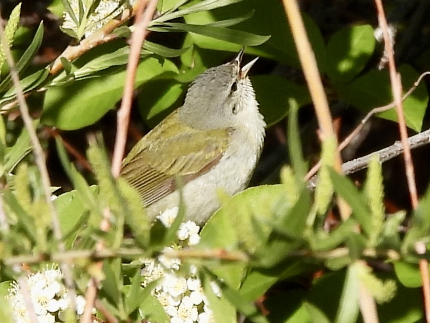 Tennessee Warbler - Kyle Strode