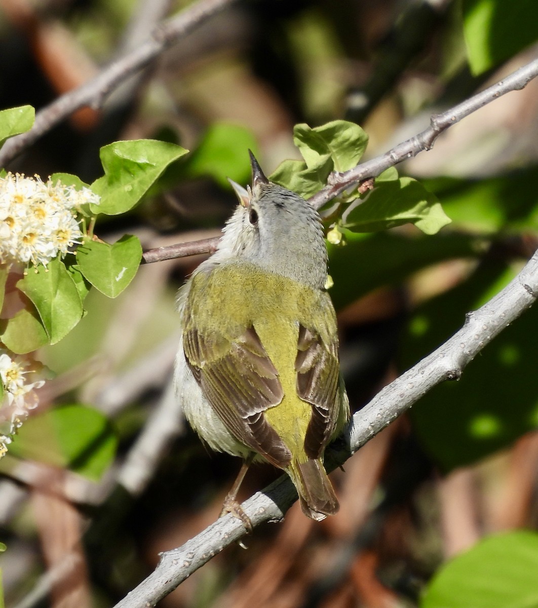 Tennessee Warbler - Kyle Strode