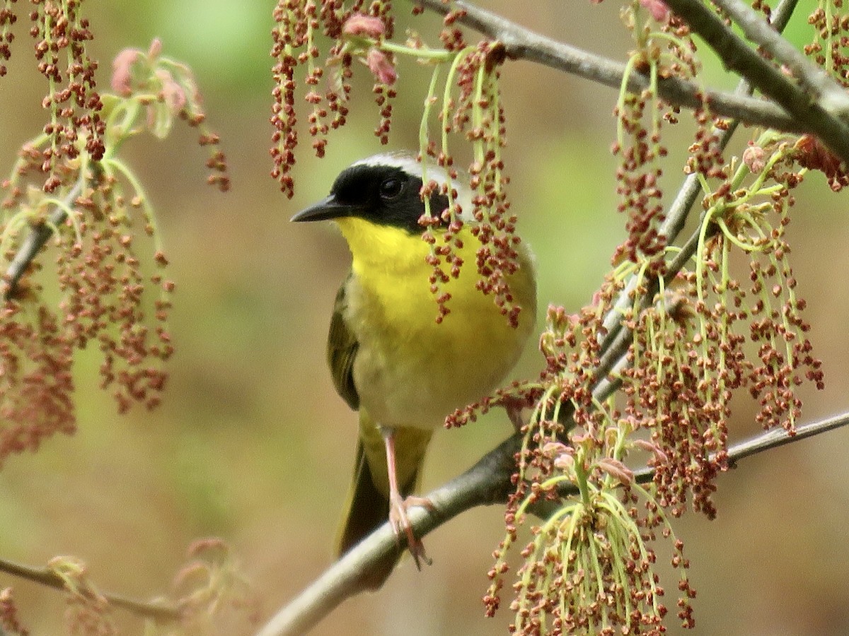 Common Yellowthroat - Holly Bauer