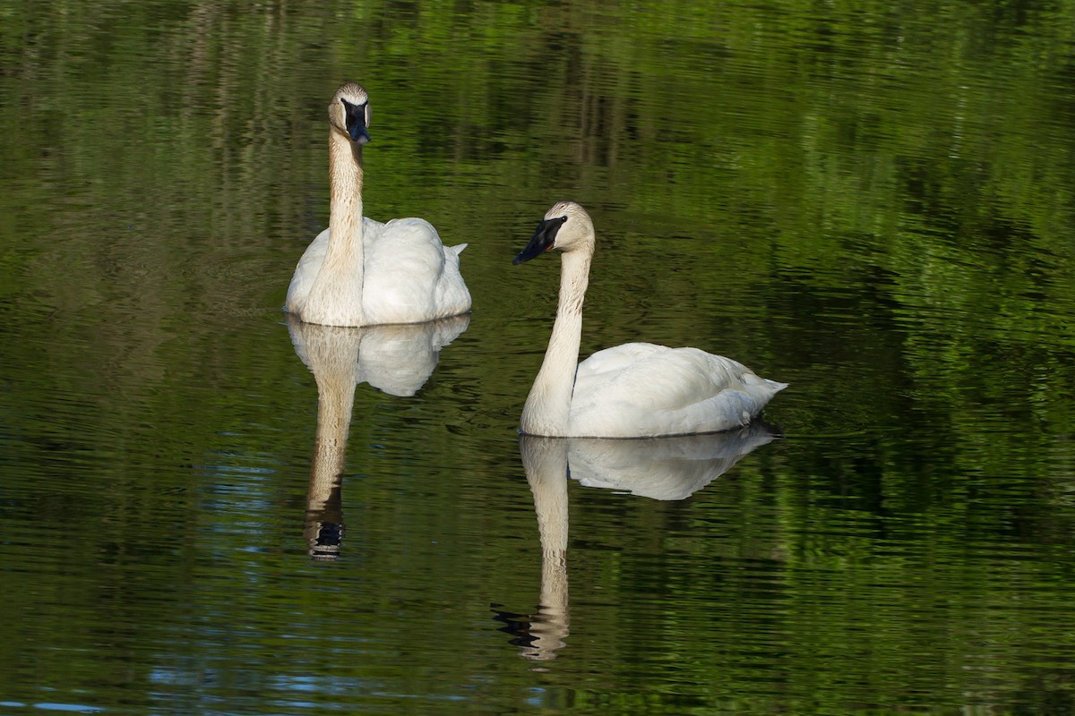 Trumpeter Swan - Stella Tea