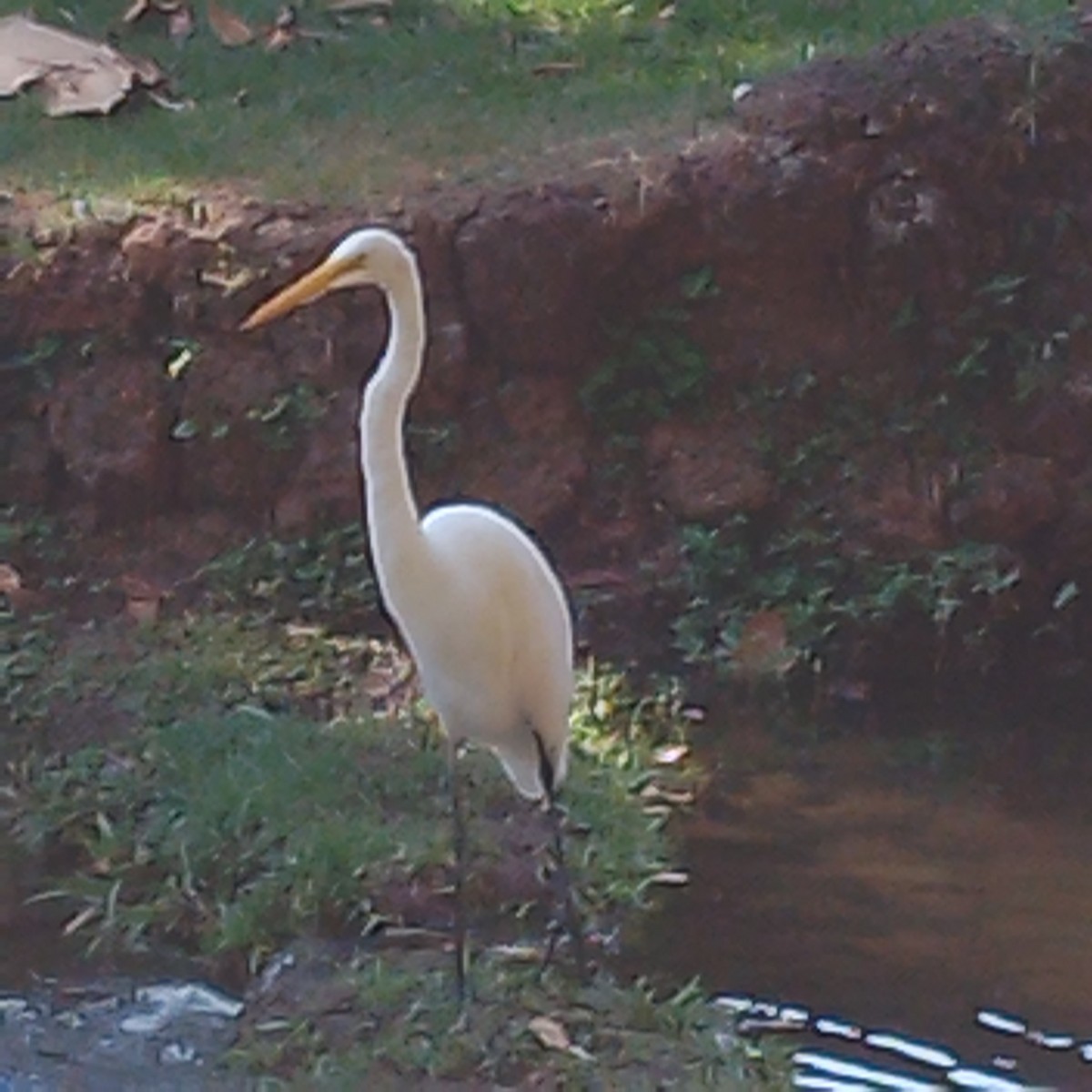 Great Egret - Mirelle Irene Ferreira Alves de Oliveira