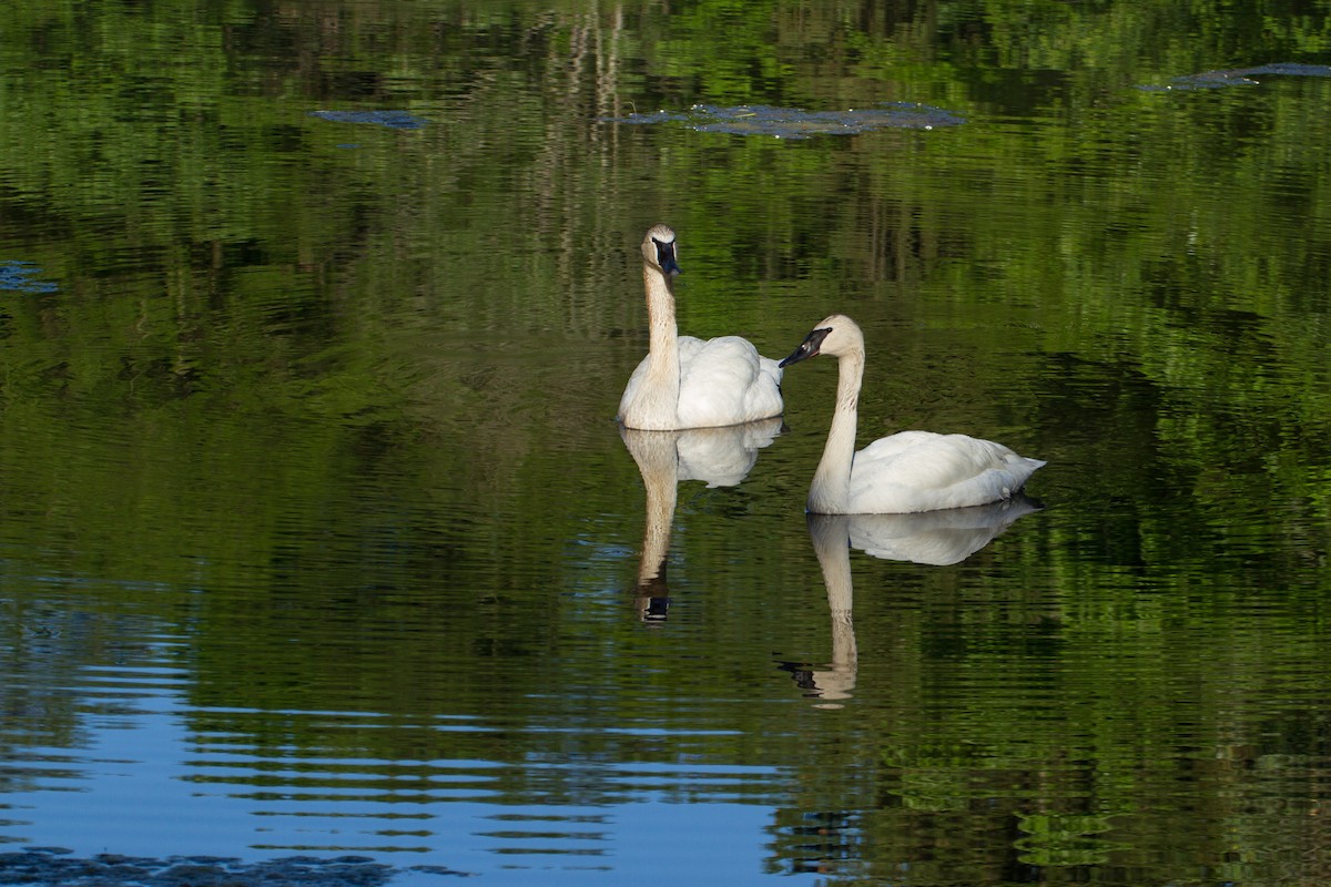 Trumpeter Swan - Stella Tea