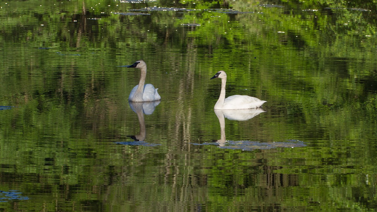 Trumpeter Swan - Stella Tea