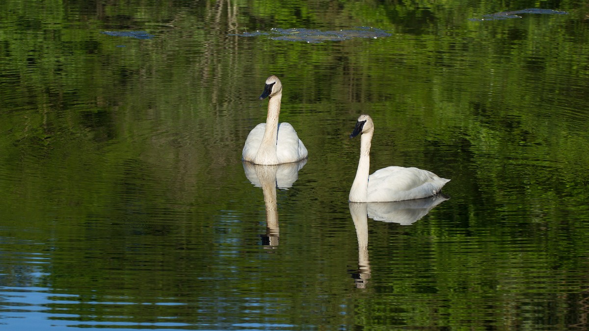 Trumpeter Swan - Stella Tea