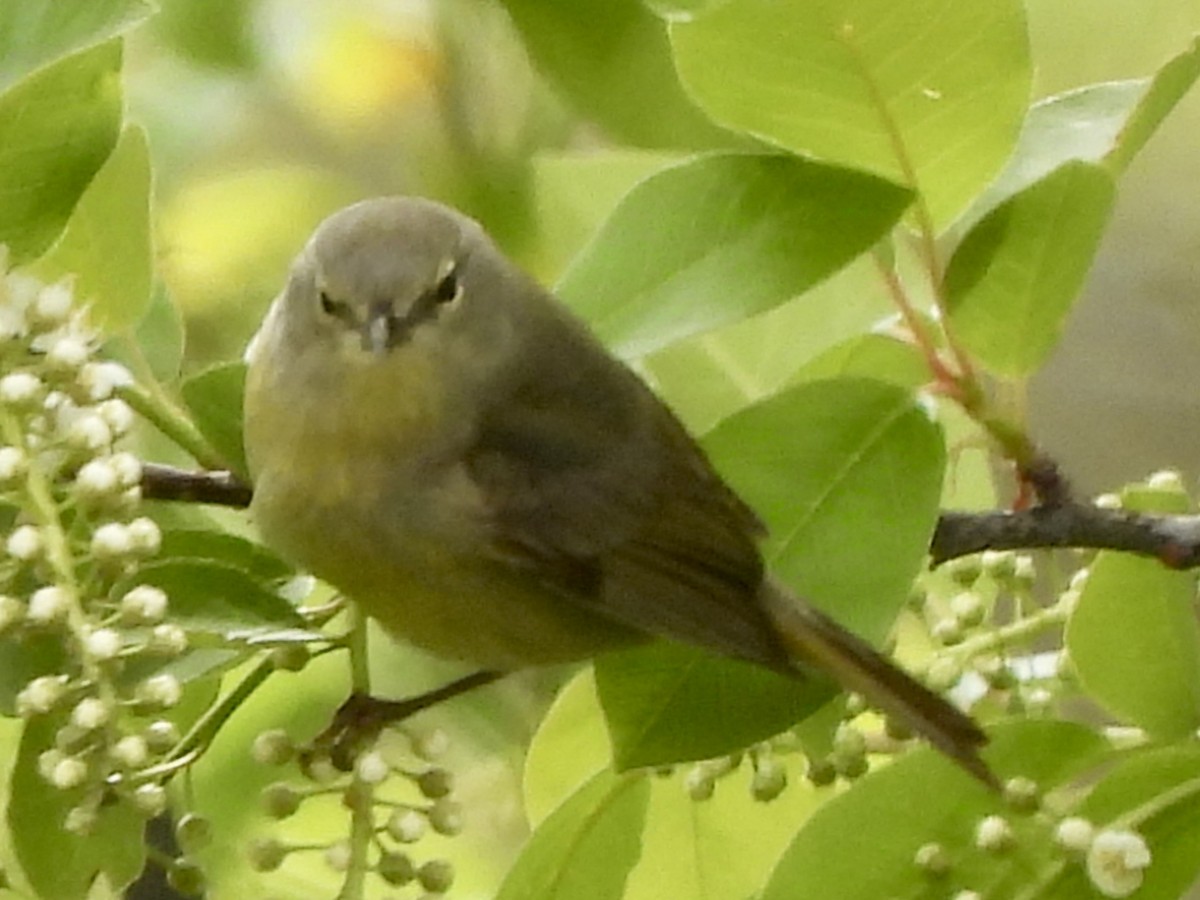 Orange-crowned Warbler - Kyle Strode