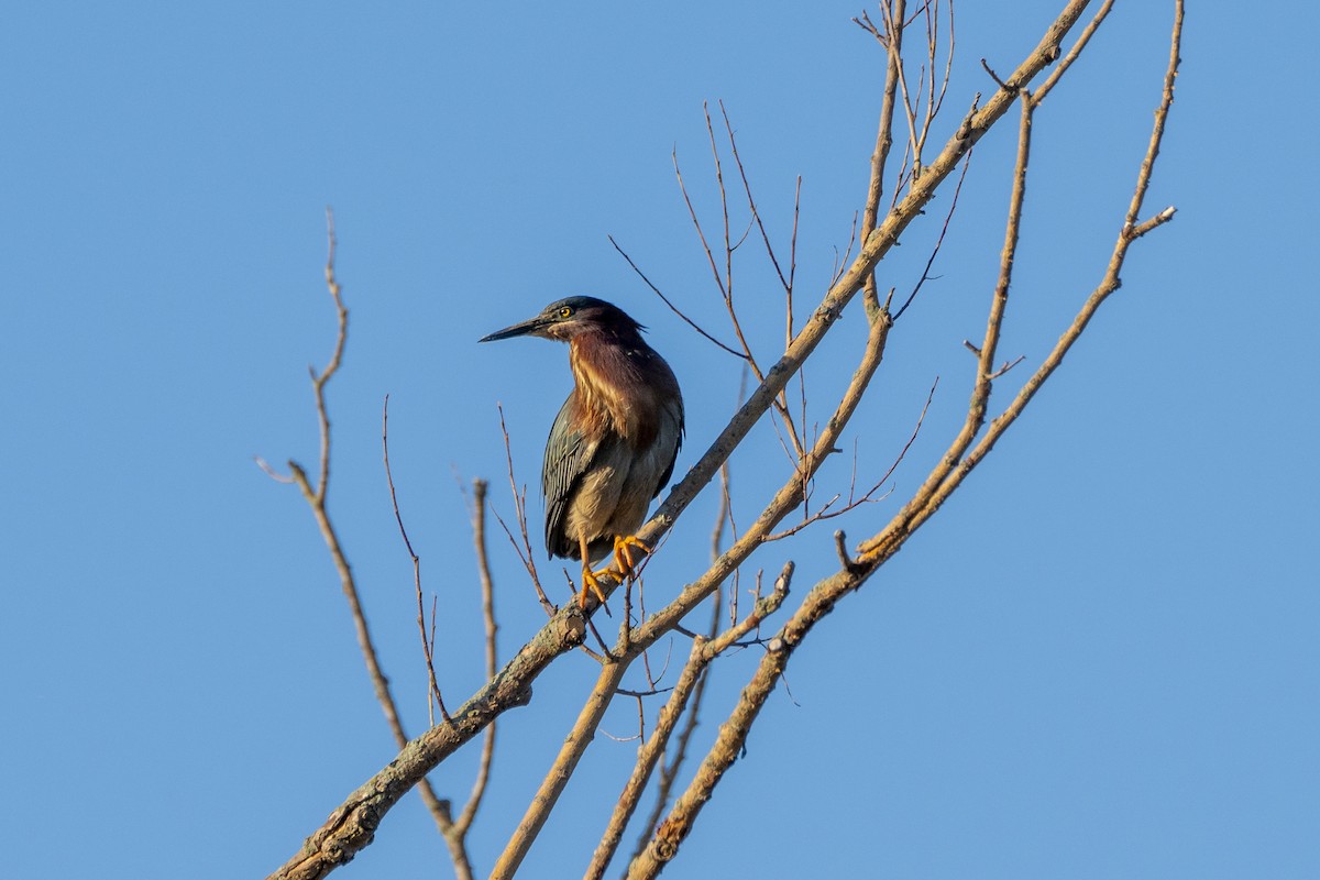 Green Heron - ML619358641