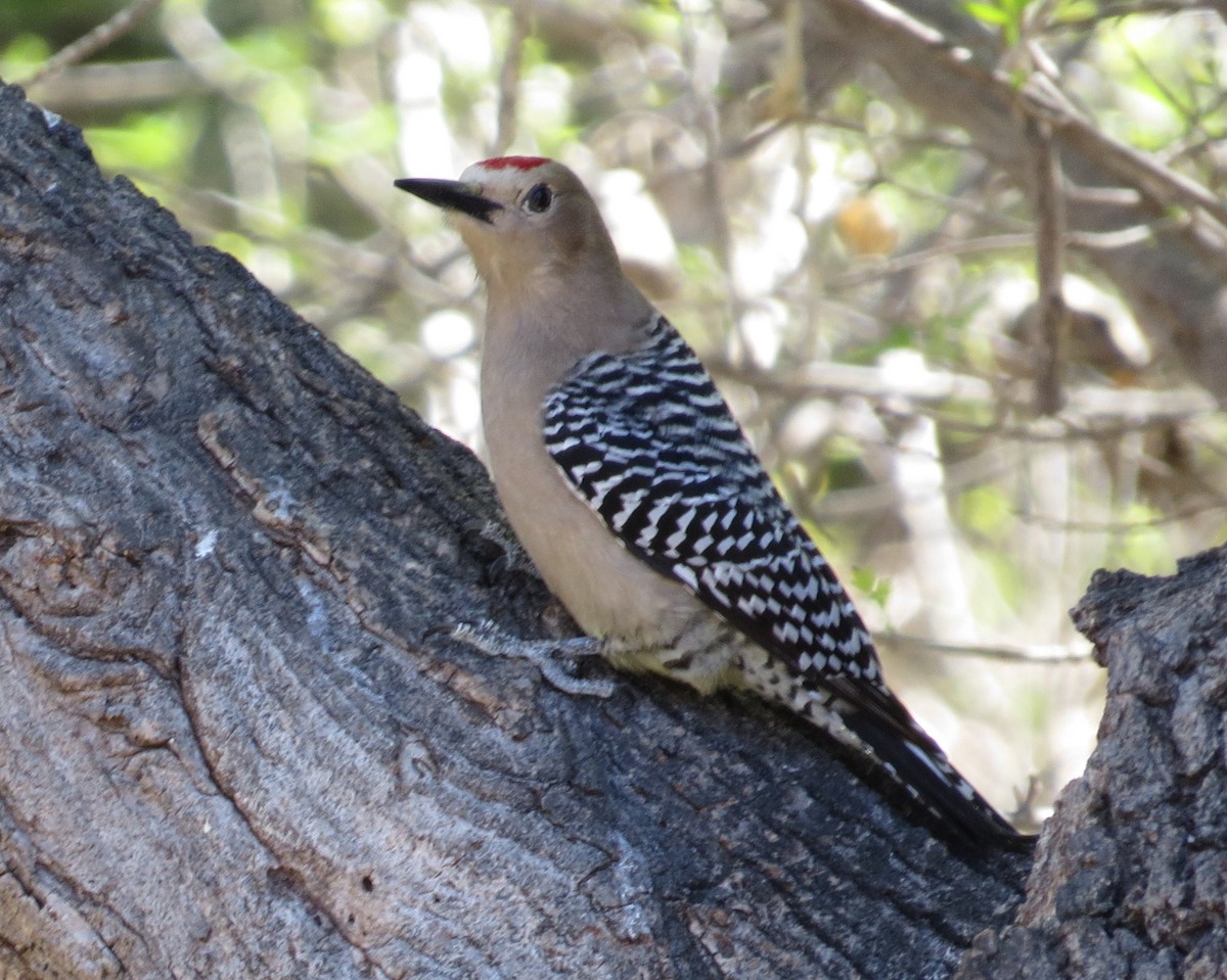 Gila Woodpecker - Shaun Robson