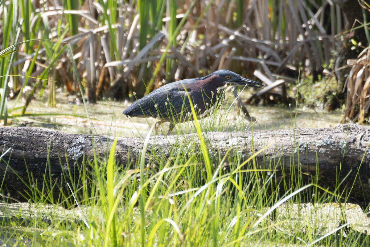 Green Heron - ML619358644