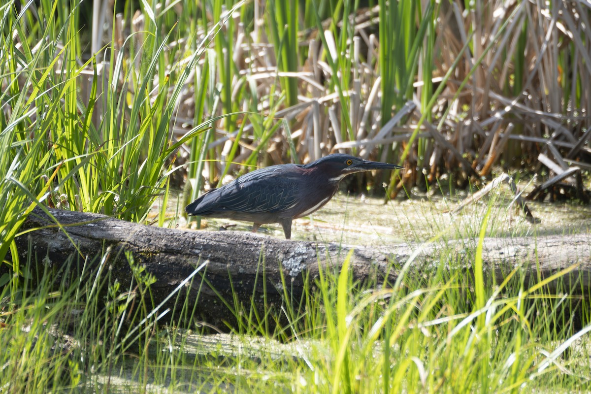 Green Heron - ML619358647