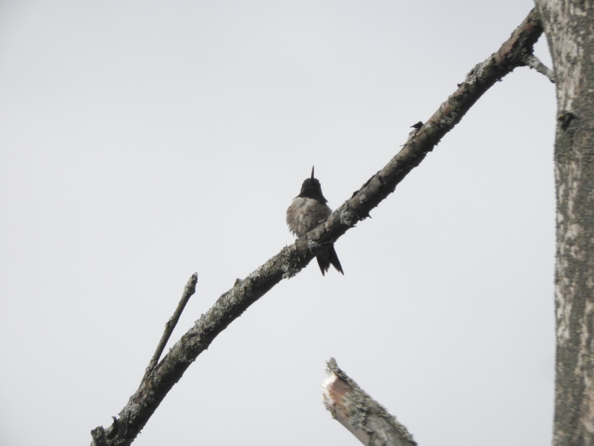 Yakut Boğazlı Kolibri - ML619358656