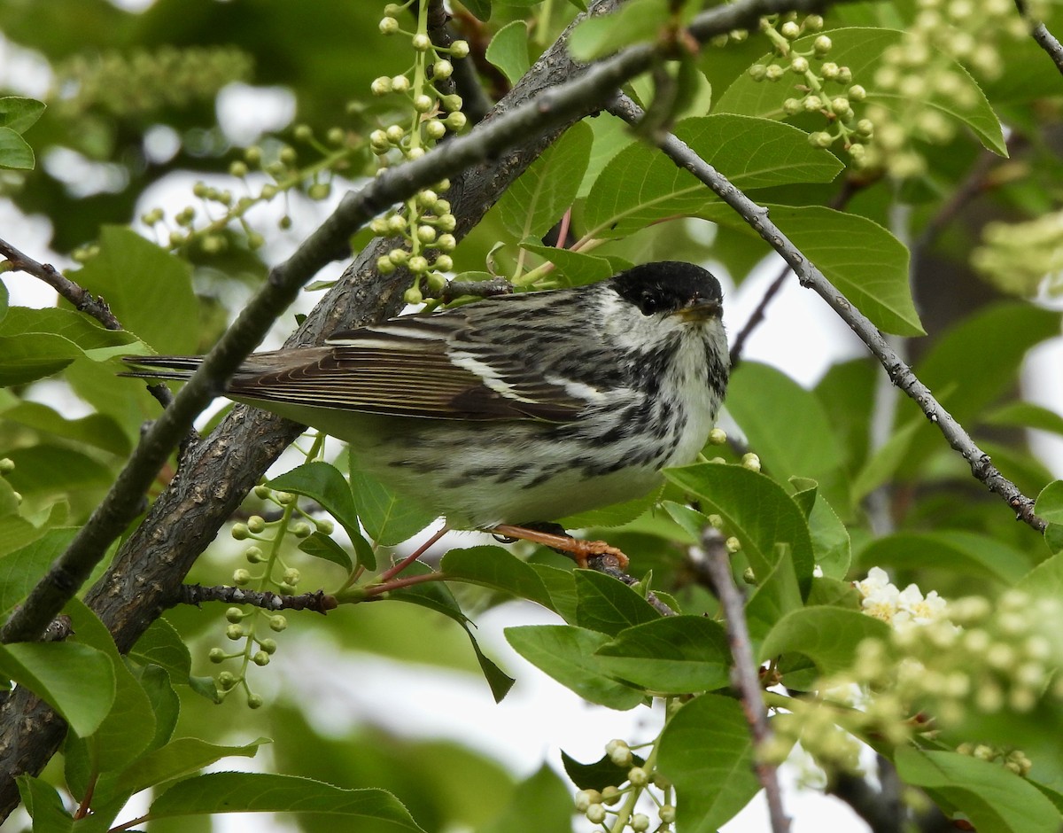 Blackpoll Warbler - ML619358658