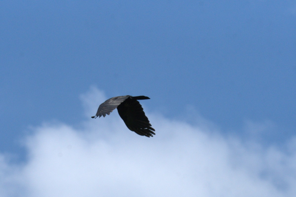 American Crow - Cindy & Gene Cunningham