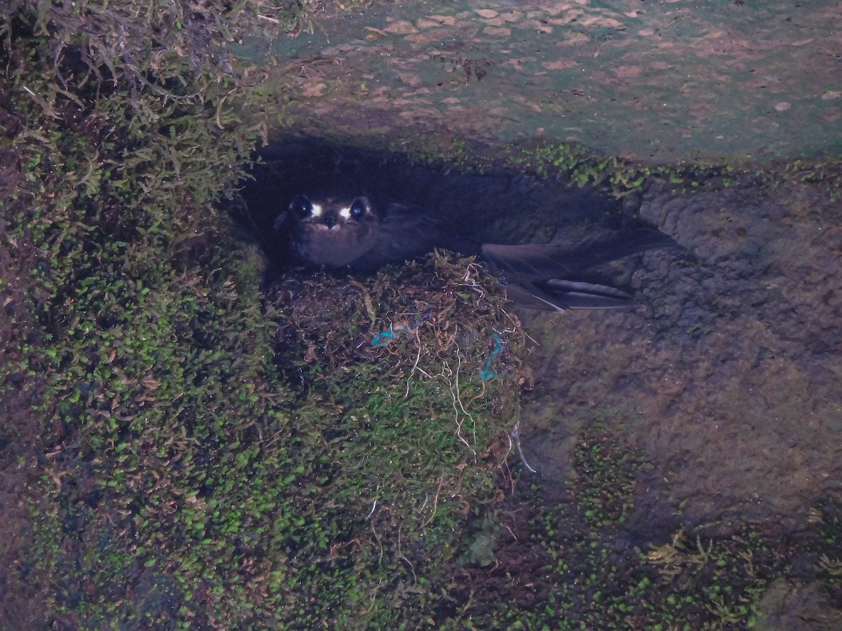 rorýs skvrnolící - ML619358704