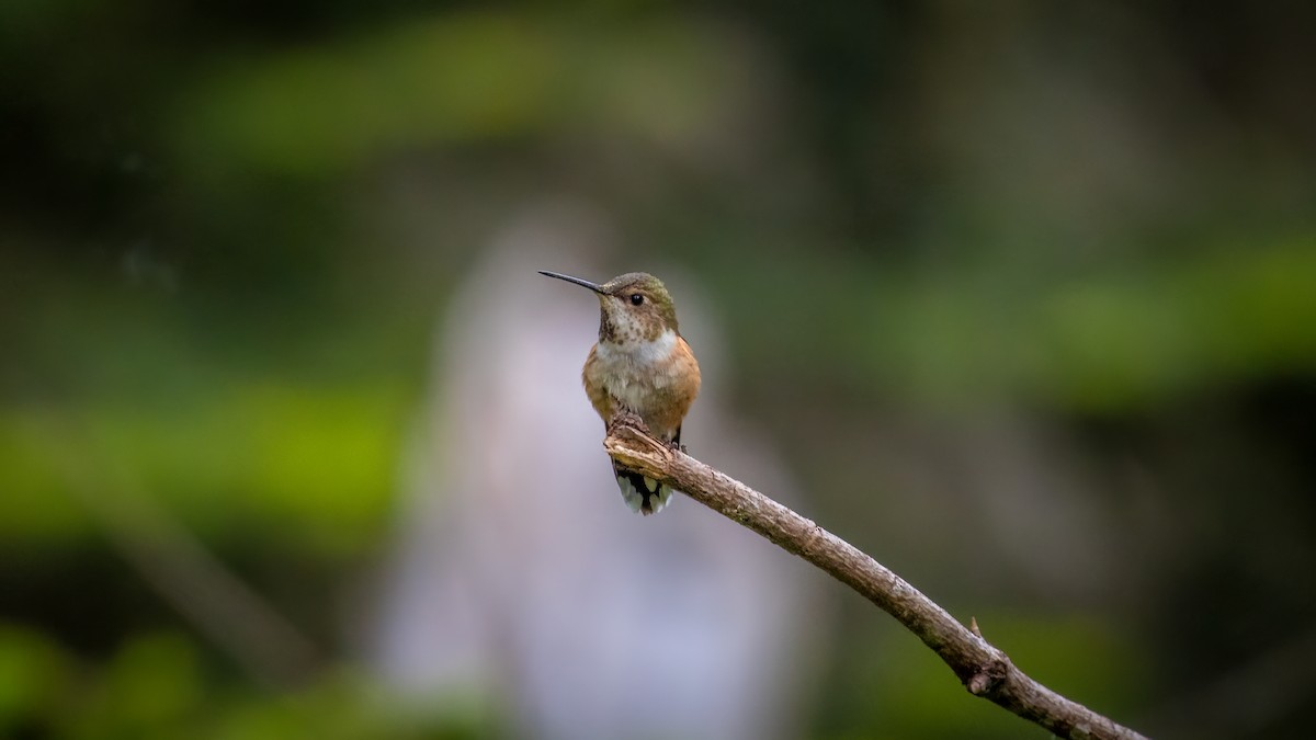 Rufous Hummingbird - Mason Prokop