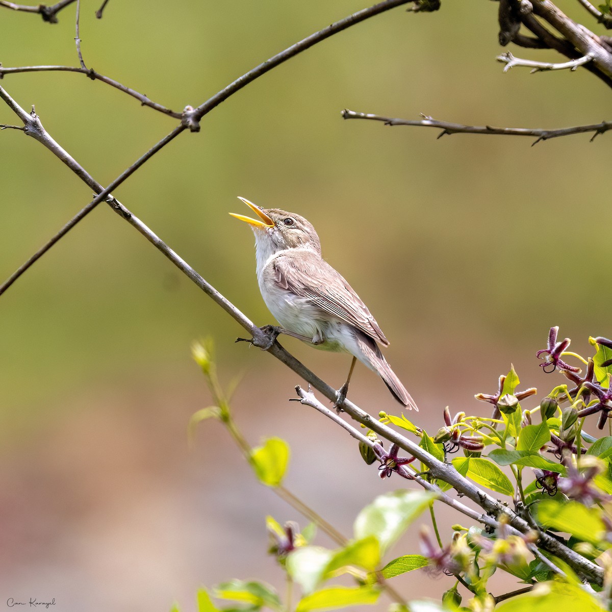 Eastern Olivaceous Warbler - Can Karayel