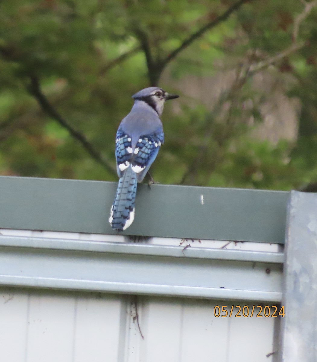 Blue Jay - Susan Leake