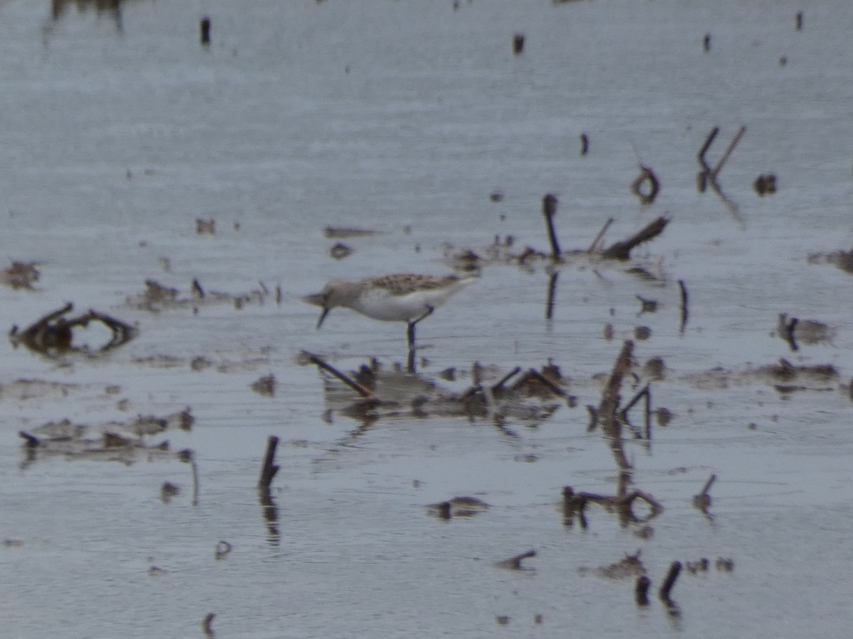 Semipalmated Sandpiper - Cris A