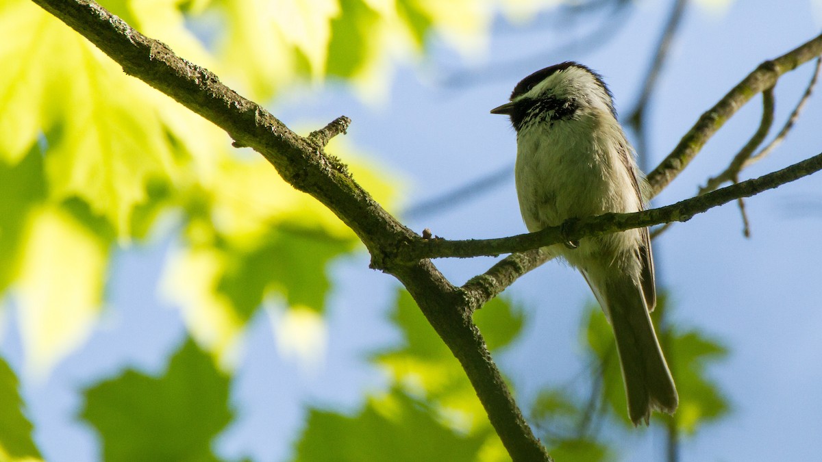 Black-capped Chickadee - Stella Tea