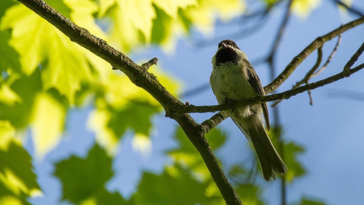 Black-capped Chickadee - Stella Tea