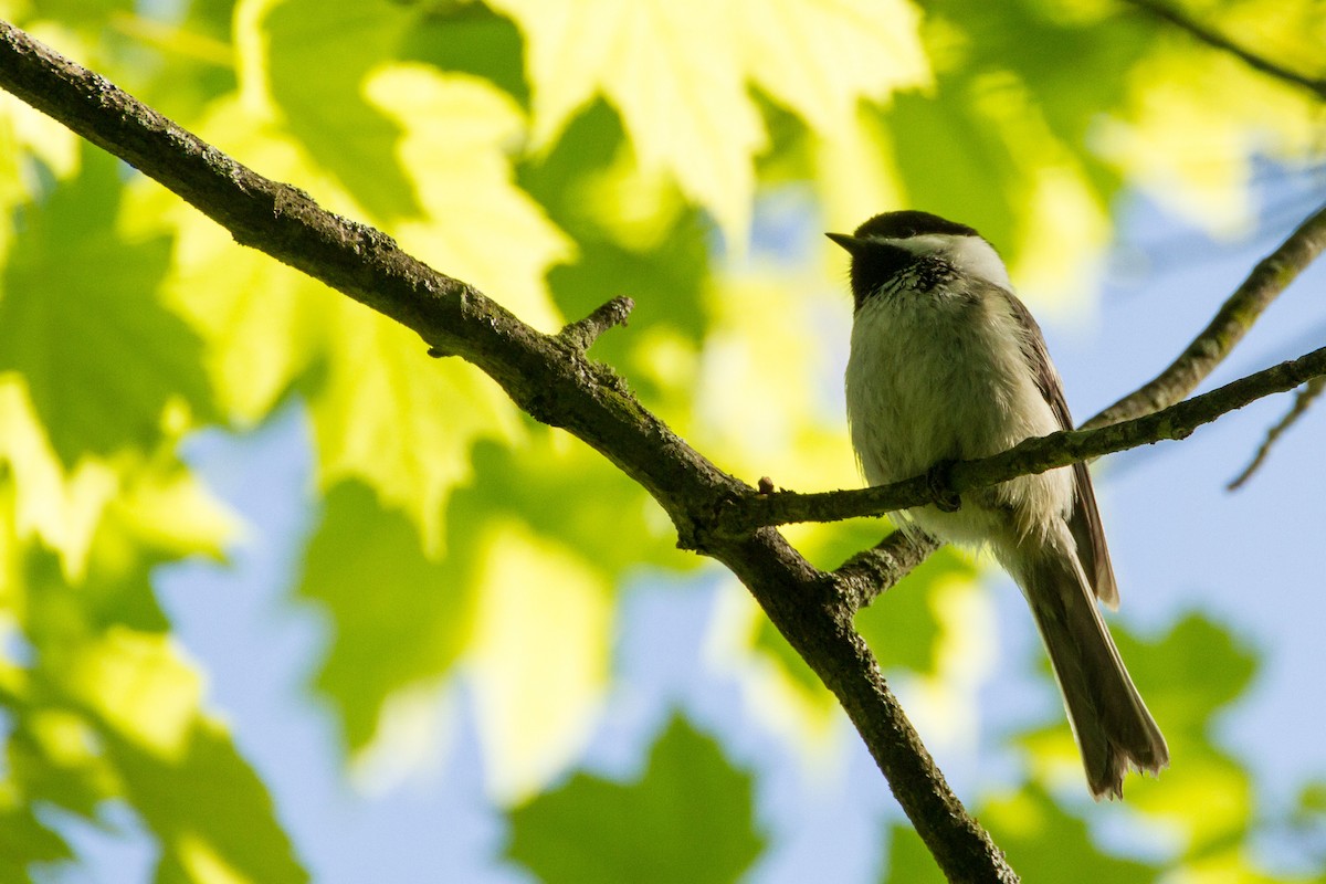 Black-capped Chickadee - Stella Tea