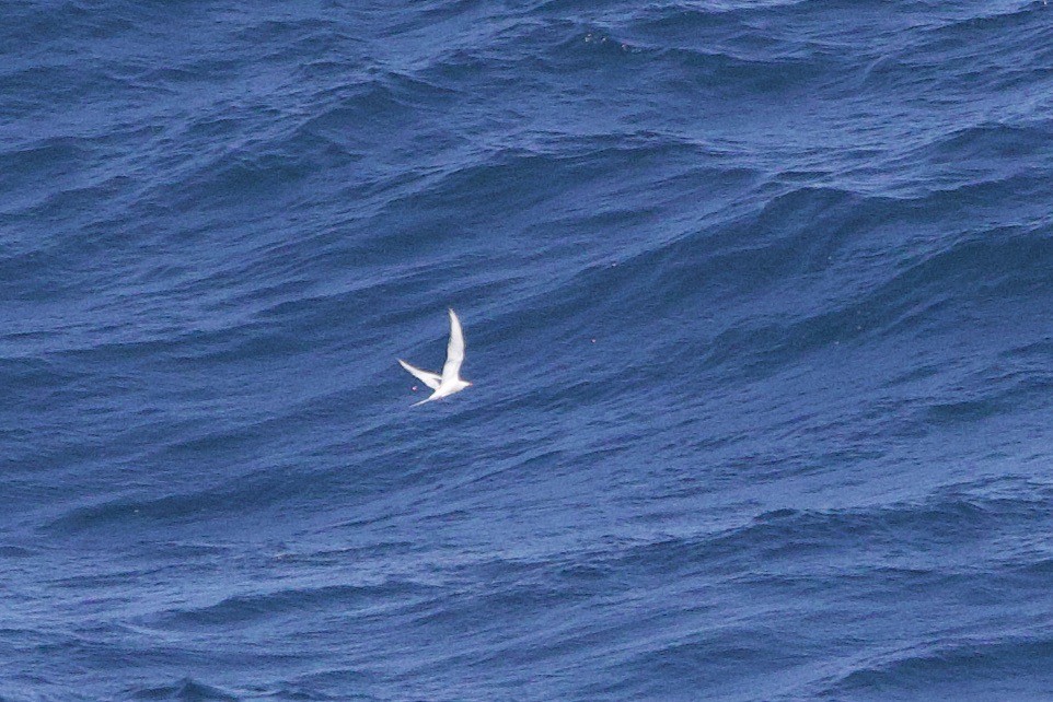 tern sp. - John Bruin