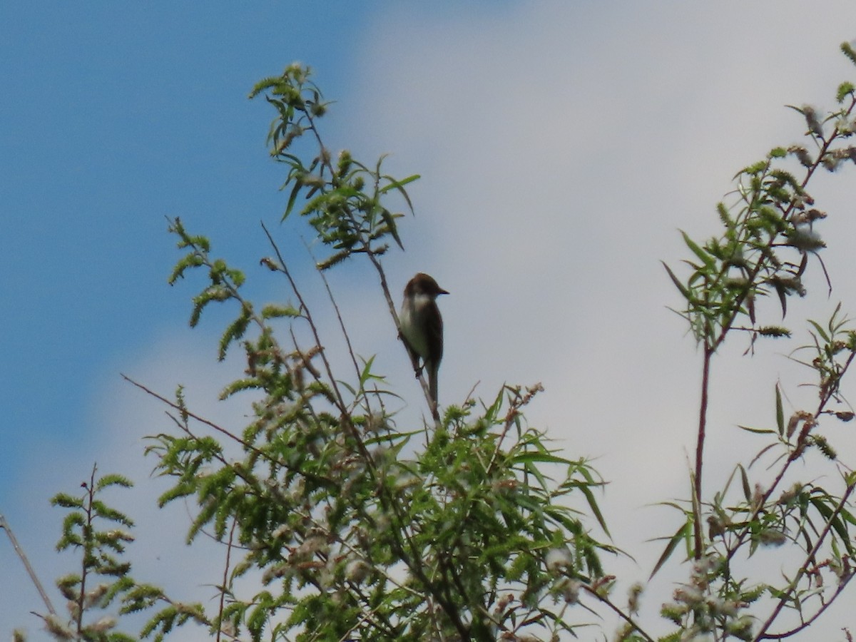 Willow Flycatcher - ML619358742