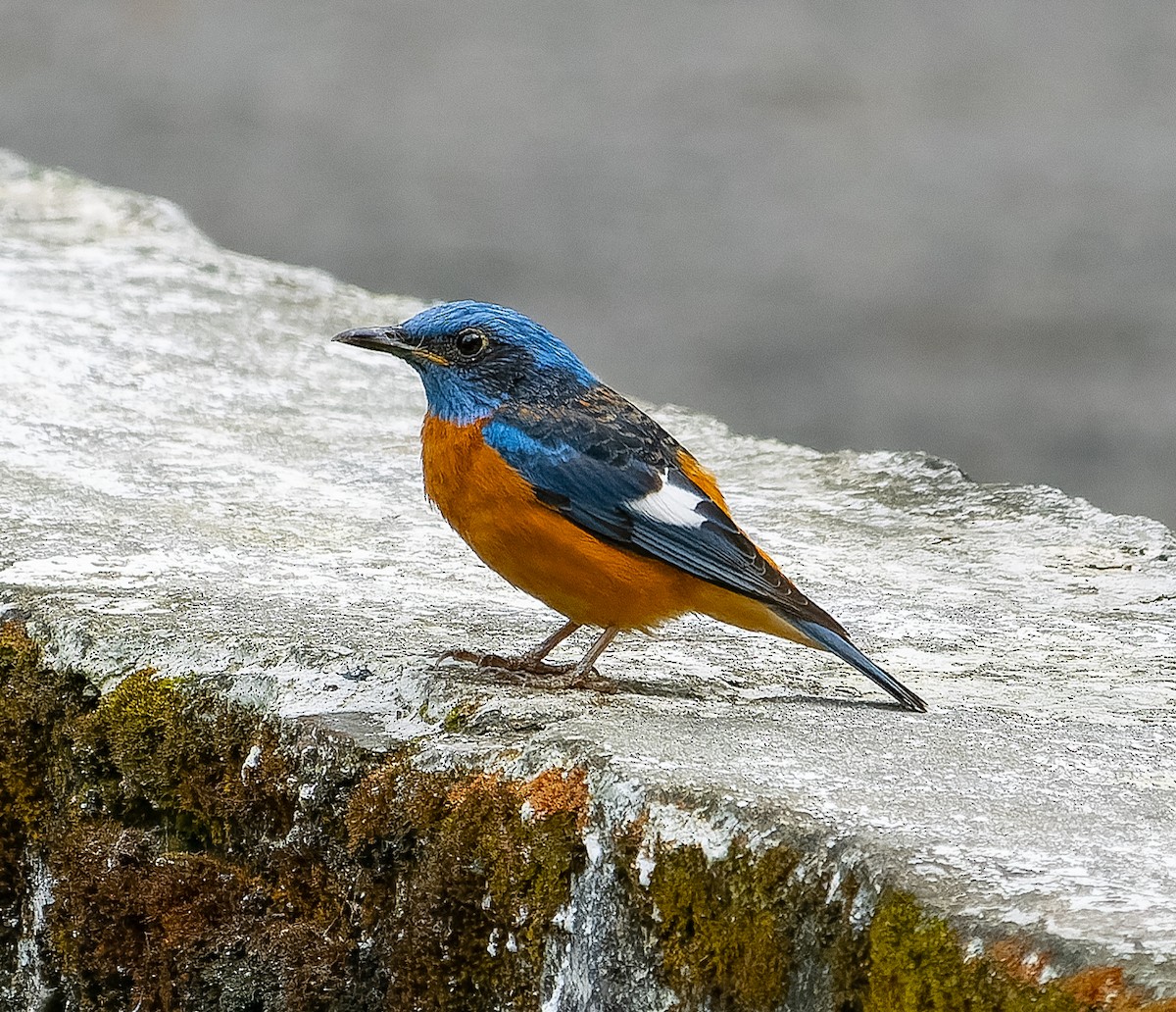 Blue-capped Rock-Thrush - James Moore (Maryland)