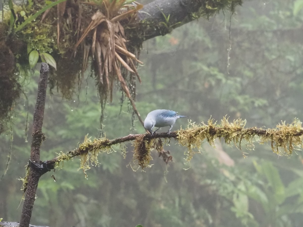 Blue-gray Tanager - Bob Maddox