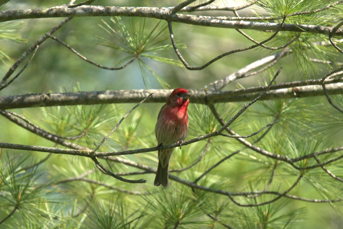 House Finch - Cindy & Gene Cunningham