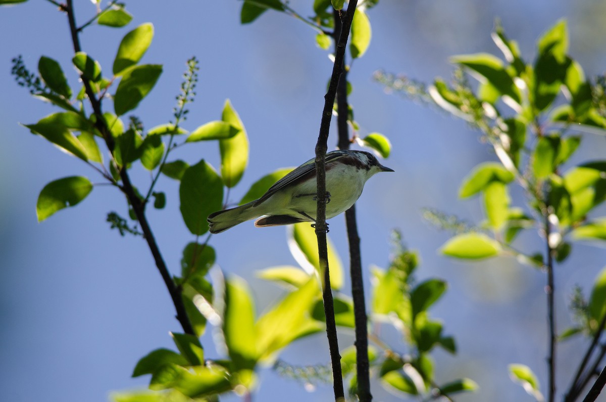 Paruline à flancs marron - ML619358775