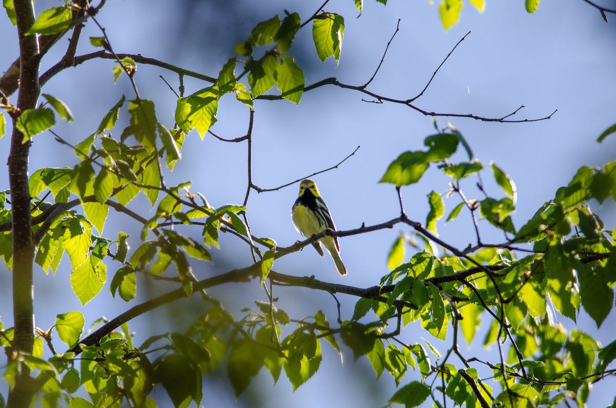 Black-throated Green Warbler - Owen Sullivan