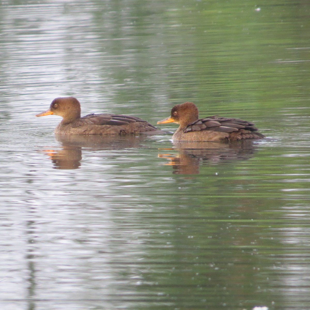 Hooded Merganser - ML619358781