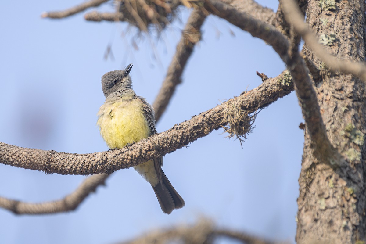 Cassin's Kingbird - Poojan Gohil