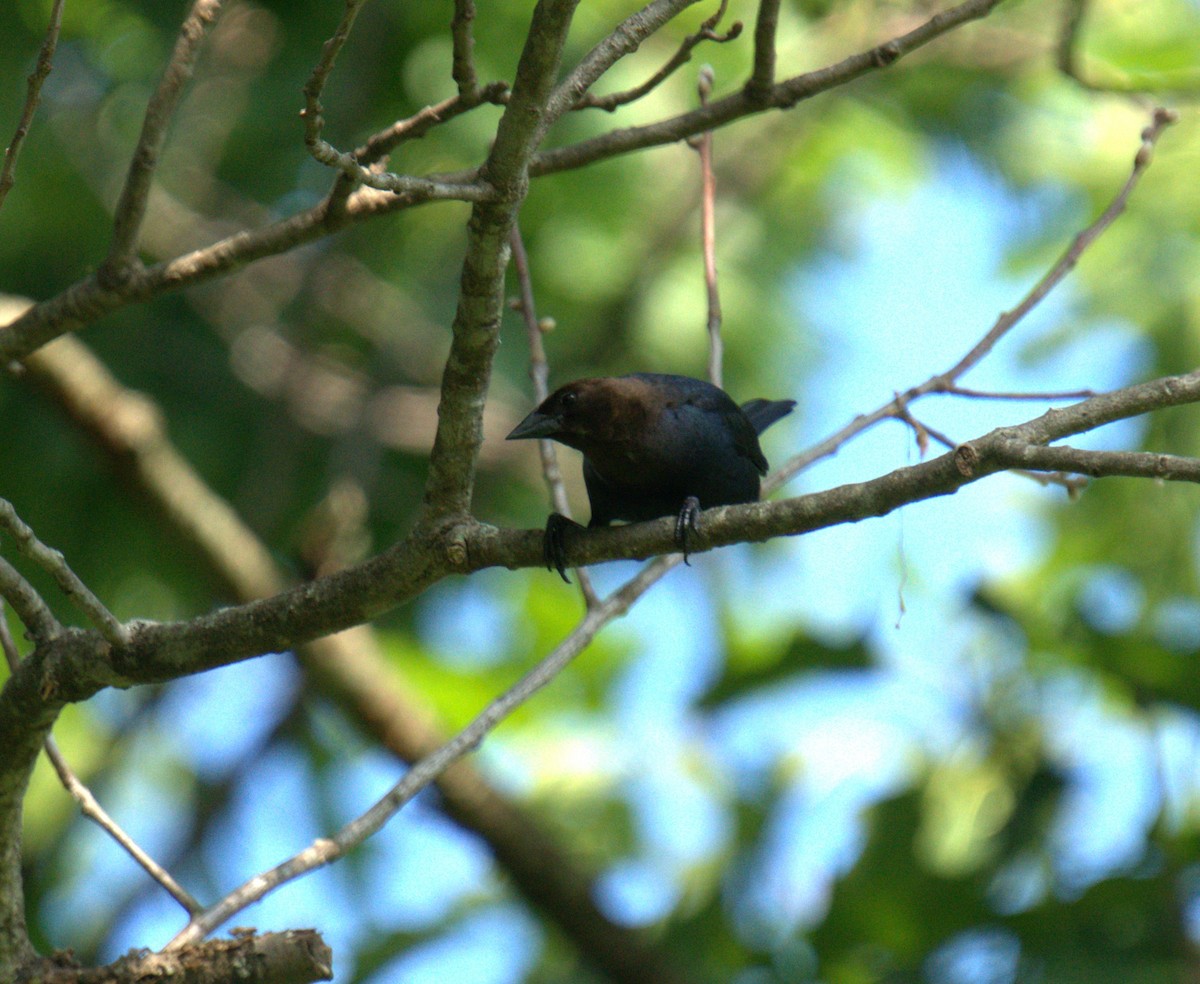 Brown-headed Cowbird - Cindy & Gene Cunningham