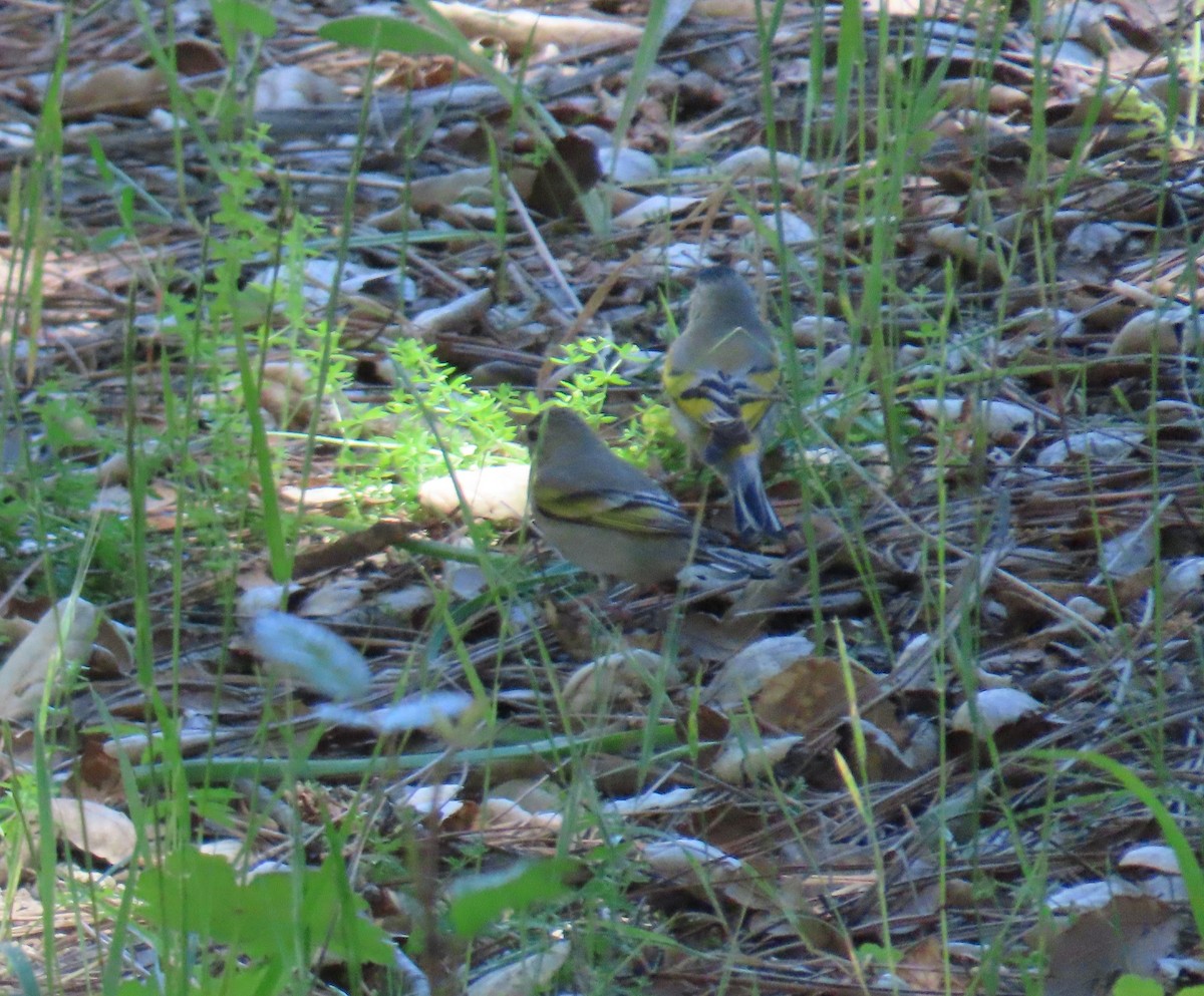 Lawrence's Goldfinch - ML619358834