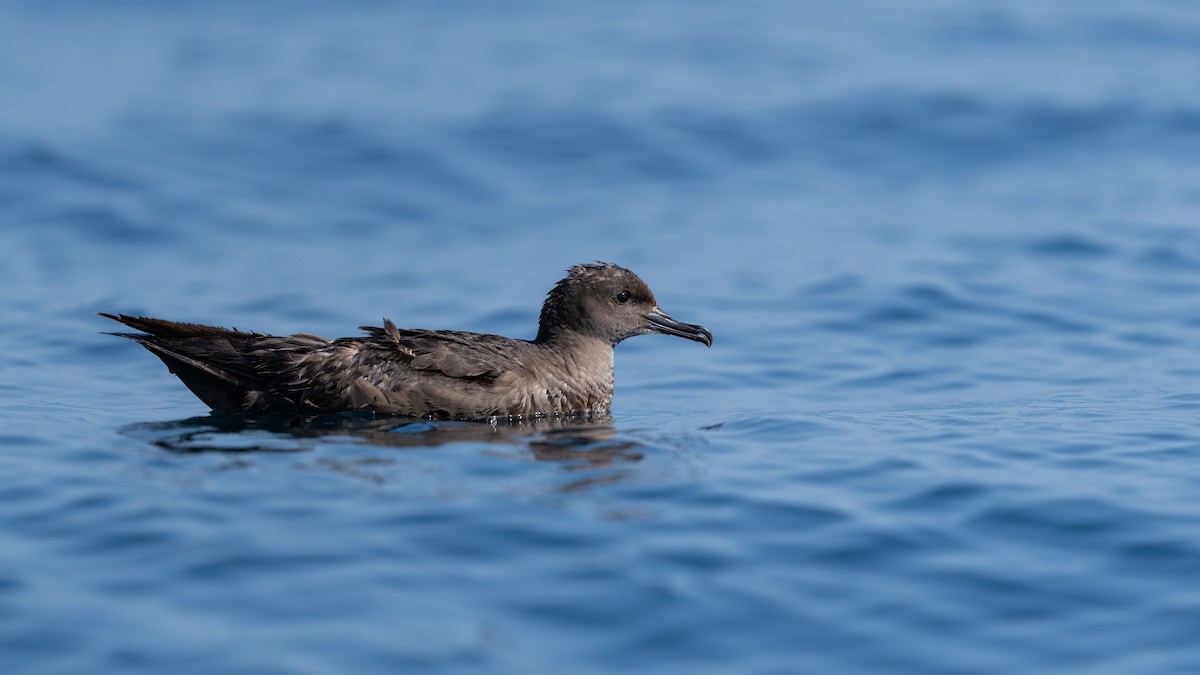 Puffin fuligineux - ML619358836