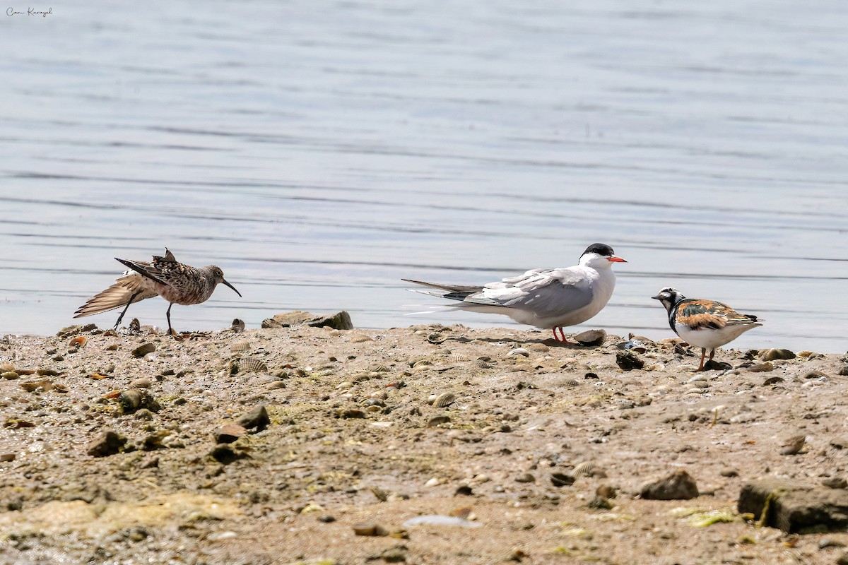 Curlew Sandpiper - Can Karayel