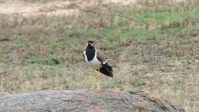 Red-wattled Lapwing - ML619358840