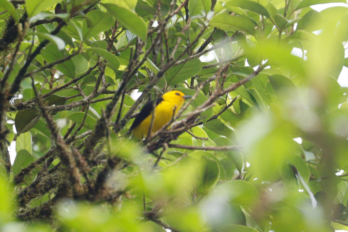 Black-and-yellow Tanager - Paul Petrus