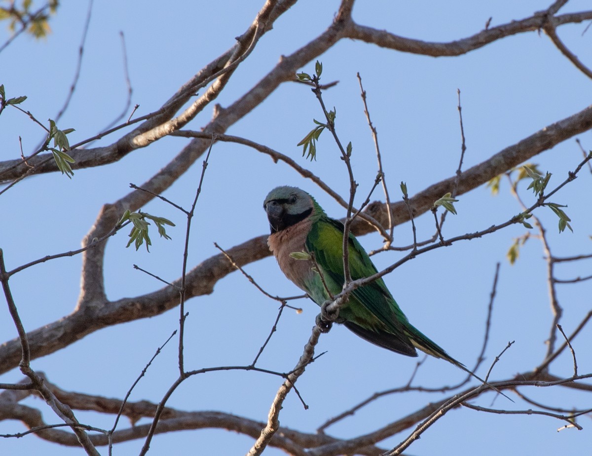 Red-breasted Parakeet - ML619358861