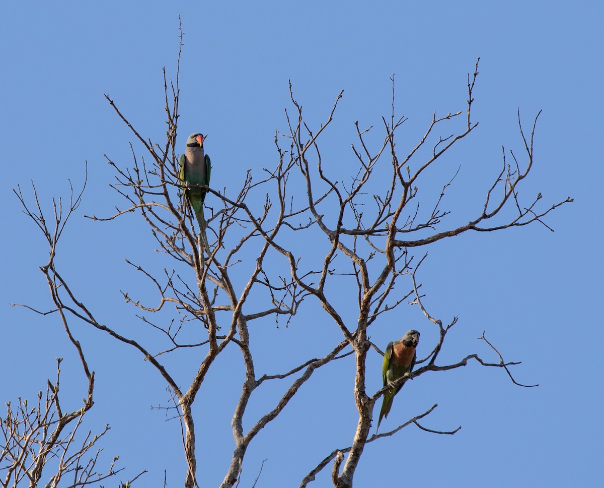 Red-breasted Parakeet - Daniel Gornall