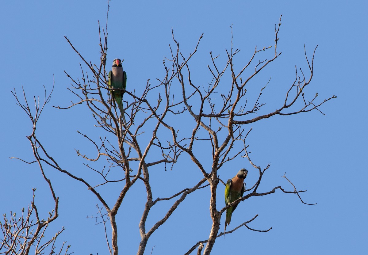 Red-breasted Parakeet - ML619358864