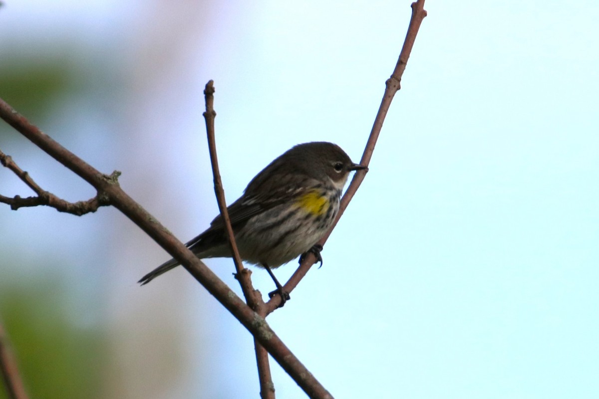 Yellow-rumped Warbler - Joli Reising