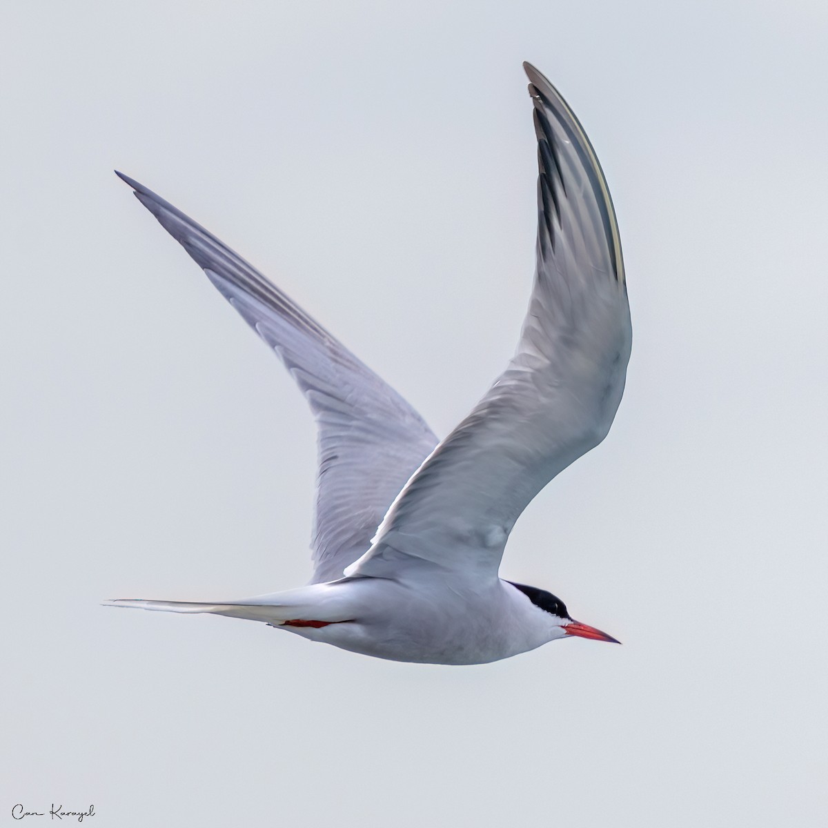 Common Tern - ML619358888