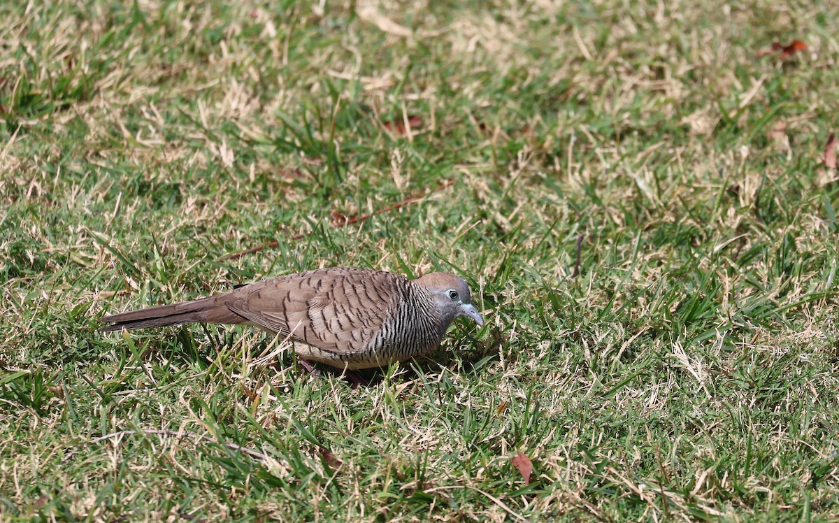 Zebra Dove - Judy Walker