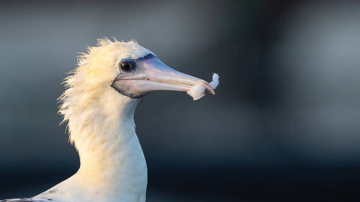 Red-footed Booby - Nasir Almehrzi