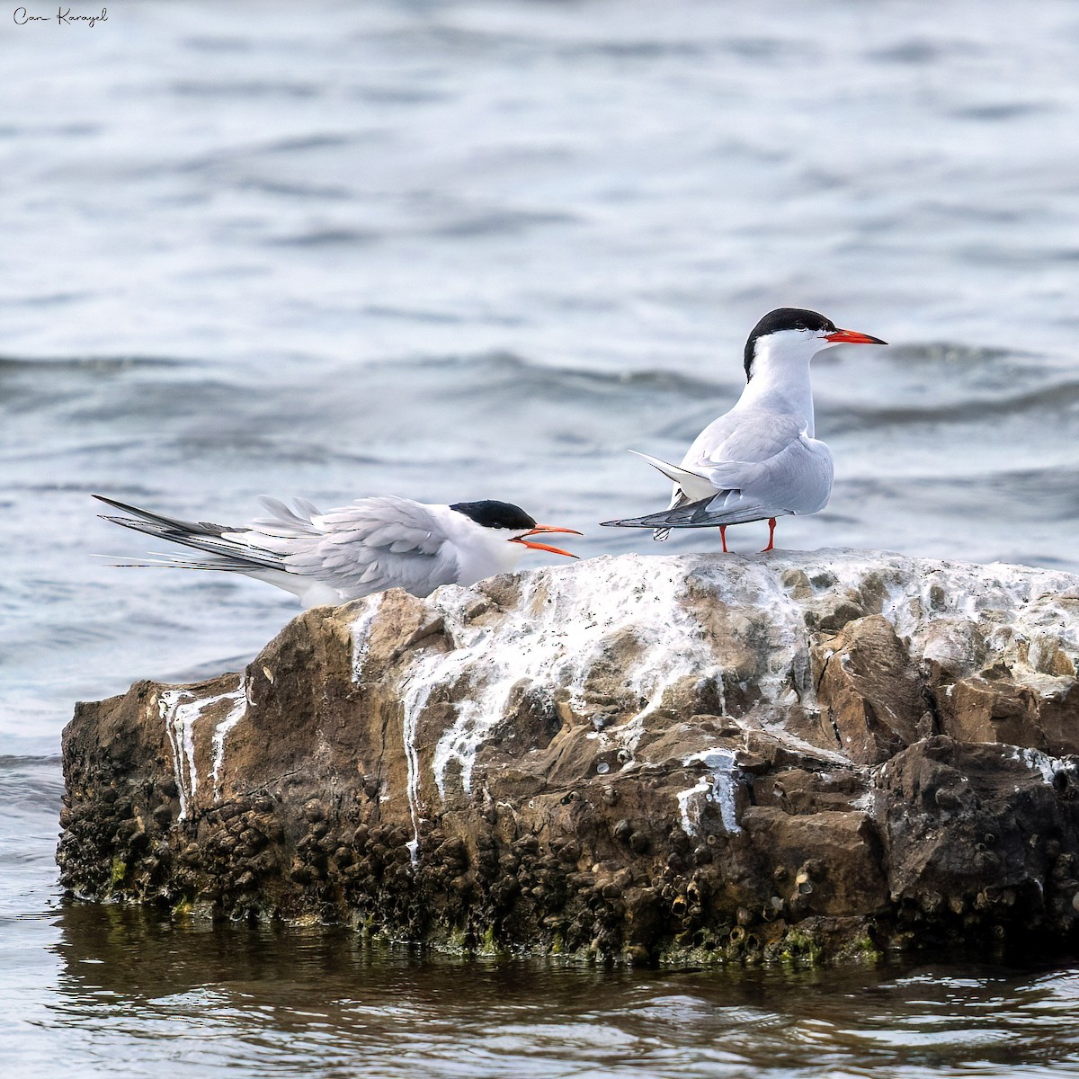 Common Tern - Can Karayel