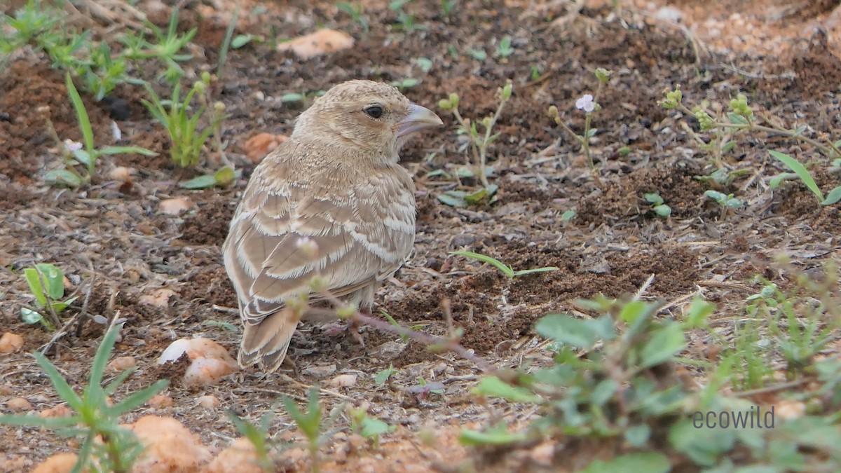 Ashy-crowned Sparrow-Lark - Mohan Raj K.