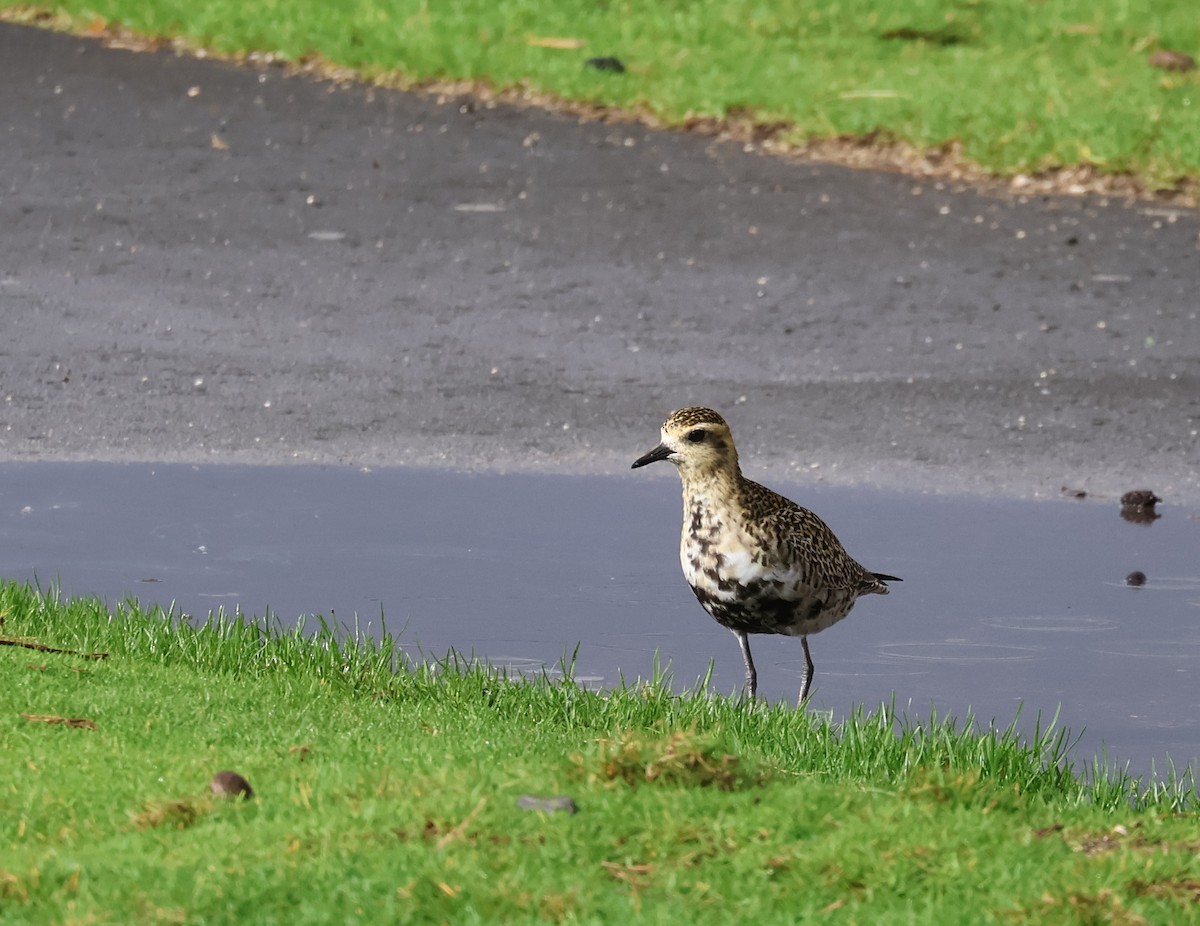 Pacific Golden-Plover - ML619358925