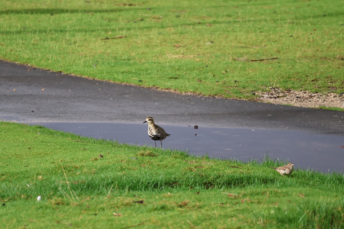 Pacific Golden-Plover - ML619358931